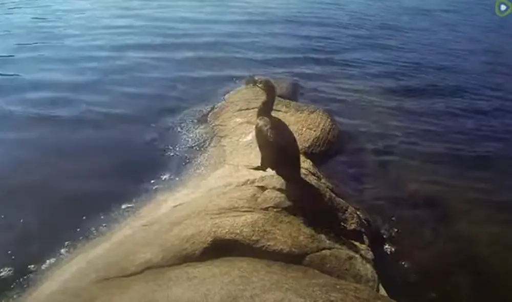 Desliza hacia la izquierda para ver las imágenes del viral de Facebook. Foto: 
Rumble Viral.