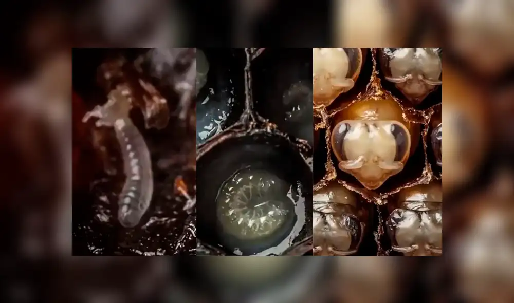YouTube viral: graban preciso momento en que cientos de abejas llegan al mundo [VIDEO]