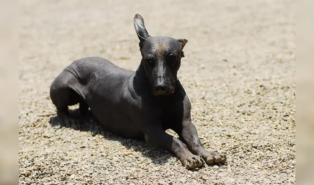 PERRO VIRINGO LLAMADO TAMBIEN PERRO PERUANO CONSIDERADO PATRIMONIO NACIONAL PERRO VIRINGO LLAMADO TAMBIEN PERRO PERUANO CONSIDERADO PATRIMONIO NACIONAL