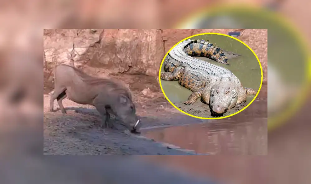 YouTube viral: sediento jabalí acudió a lago para beber agua y se encontró con feroz cocodrilo [VIDEO]