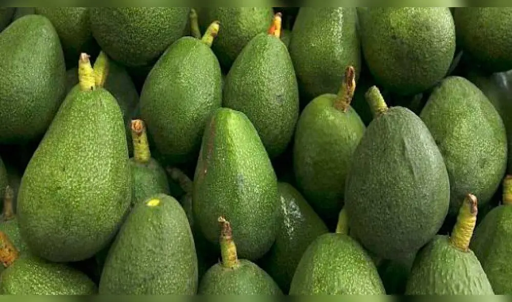 Exportación de palta Hass