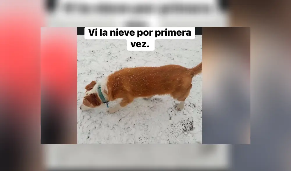 Desliza para ver los detalles de esta historia que conmovió a todos en Facebook. Foto: Captura. Desliza para ver los detalles de esta historia que conmovió a todos en Facebook. Foto: Captura.