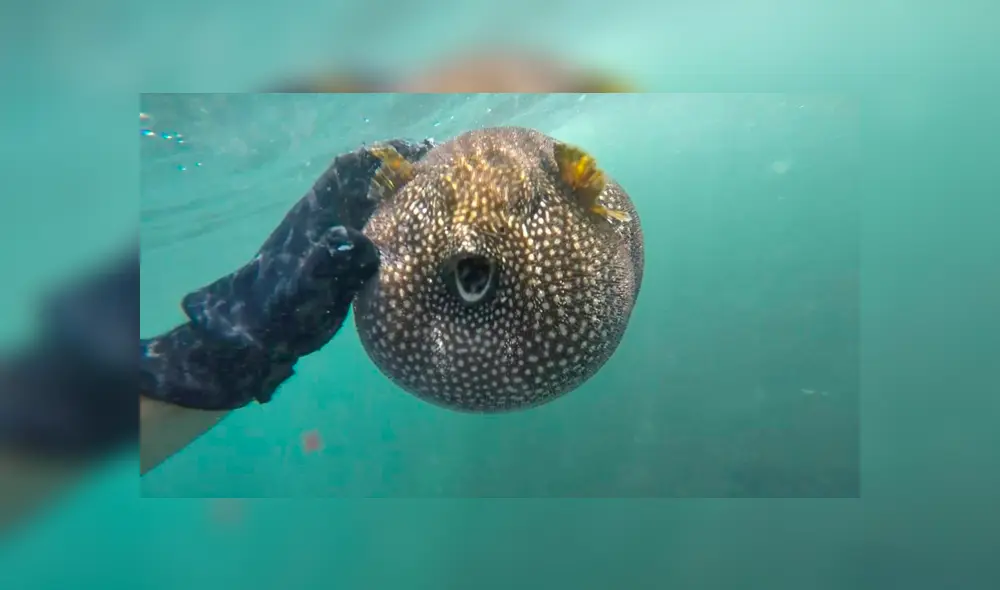 YouTube viral: pez globo realiza insólita maniobra para salvar su vida a manos de un pescador [VIDEO] 