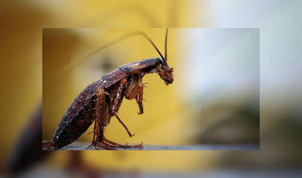 La leche de la cucarachas son muy nutritivas. Foto: Pexels.