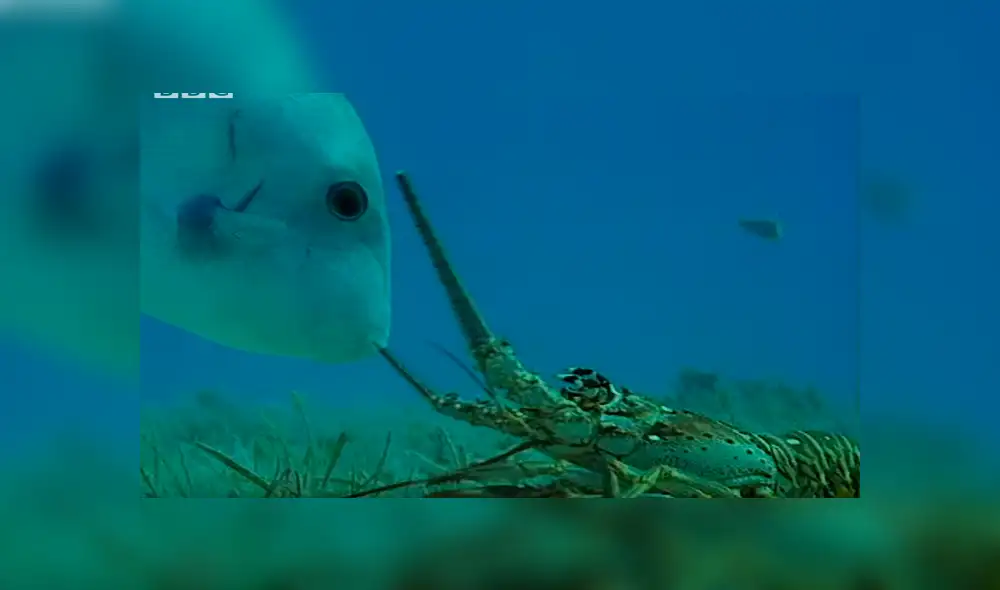 La vida en el suelo marino también puede ser desgarradora. Foto: BBC Earth La vida en el suelo marino también puede ser desgarradora. Foto: BBC Earth