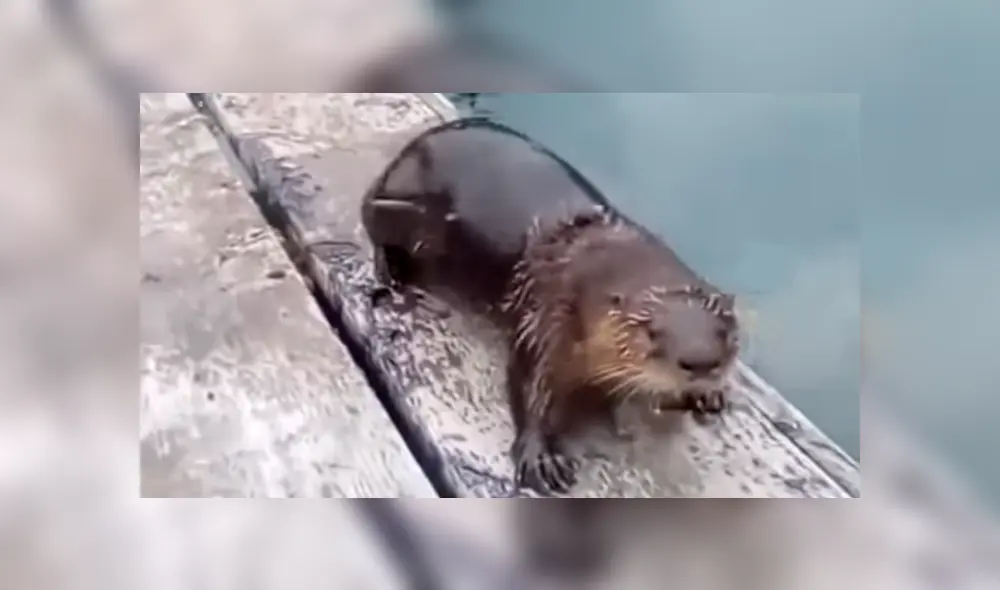 Un hombre se topó con una extraña criatura que emergía del mar y quedó atónito cuando descubrió su verdadera identidad. Un hombre se topó con una extraña criatura que emergía del mar y quedó atónito cuando descubrió su verdadera identidad.