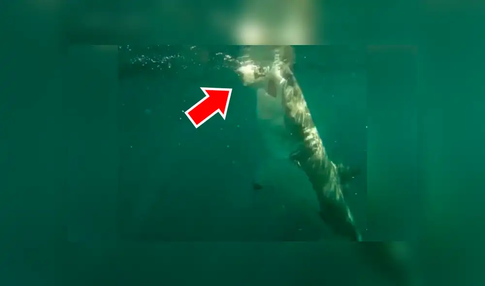Un video viral de Facebook registró el aterrador instante en que un hombre lanzó una carnada a un tiburón para grabar su espeluznante mordida. Un video viral de Facebook registró el aterrador instante en que un hombre lanzó una carnada a un tiburón para grabar su espeluznante mordida.