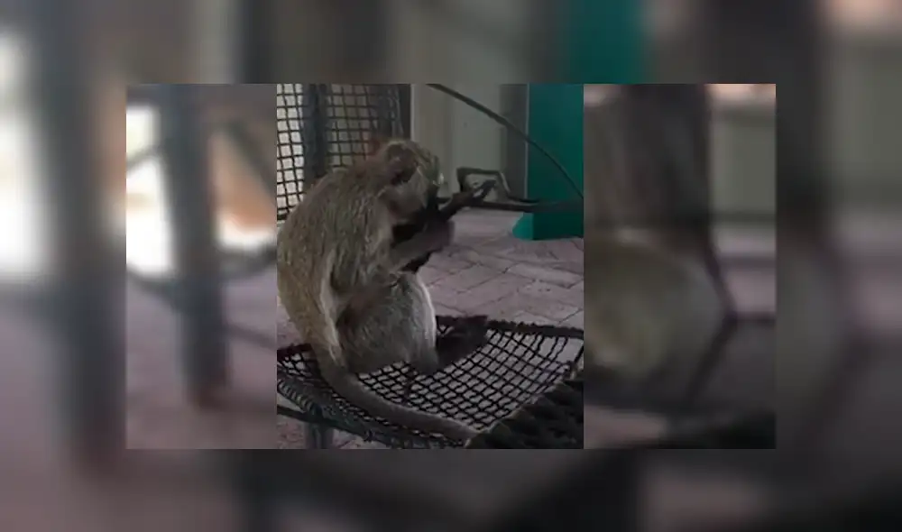 Turista se percató de que la mona sostenía algo extraño y cuando se acercó, presenció la triste escena. El video ha conmocionado a todos en YouTube