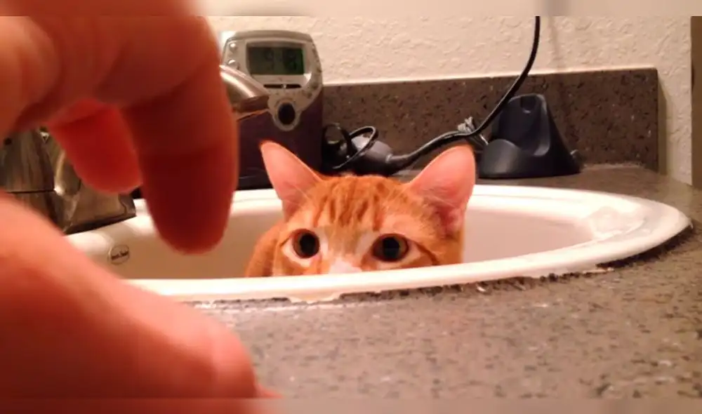 YouTube: asombro por pequeño gato que se asusta, por una mano [VIDEO]