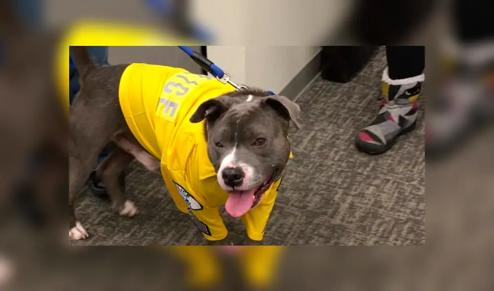 El can fue diagnosticado con cáncer terminal luego de ser hallado en las calles de Estados Unidos. (Captura: Facebook) El can fue diagnosticado con cáncer terminal luego de ser hallado en las calles de Estados Unidos. (Captura: Facebook)