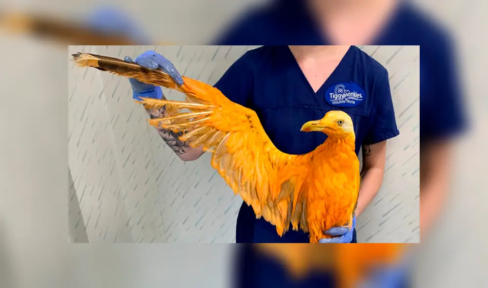 Desliza para ver los detalles de esta historia que se viralizó en Facebook. Foto: Captura. Desliza para ver los detalles de esta historia que se viralizó en Facebook. Foto: Captura.