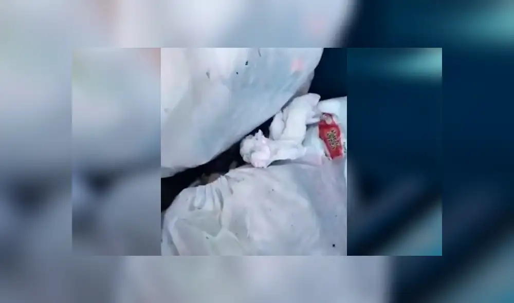 Una insólita grabación muestra a una extraña criatura saliendo despavorida de un bote de basura. Una insólita grabación muestra a una extraña criatura saliendo despavorida de un bote de basura.