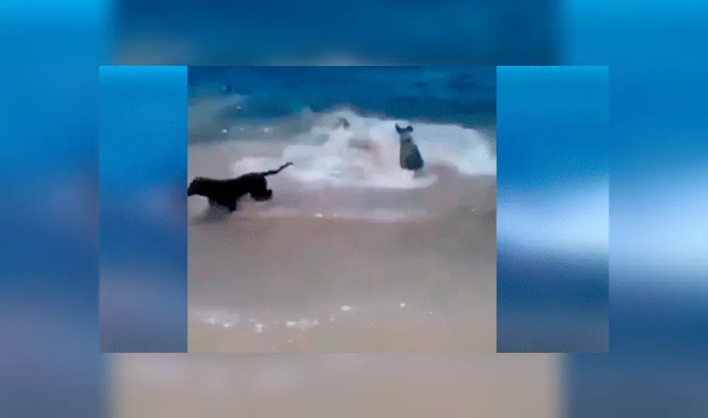 Facebook viral: Feroz tiburón ataca a perro y sus amigos van a su rescate 