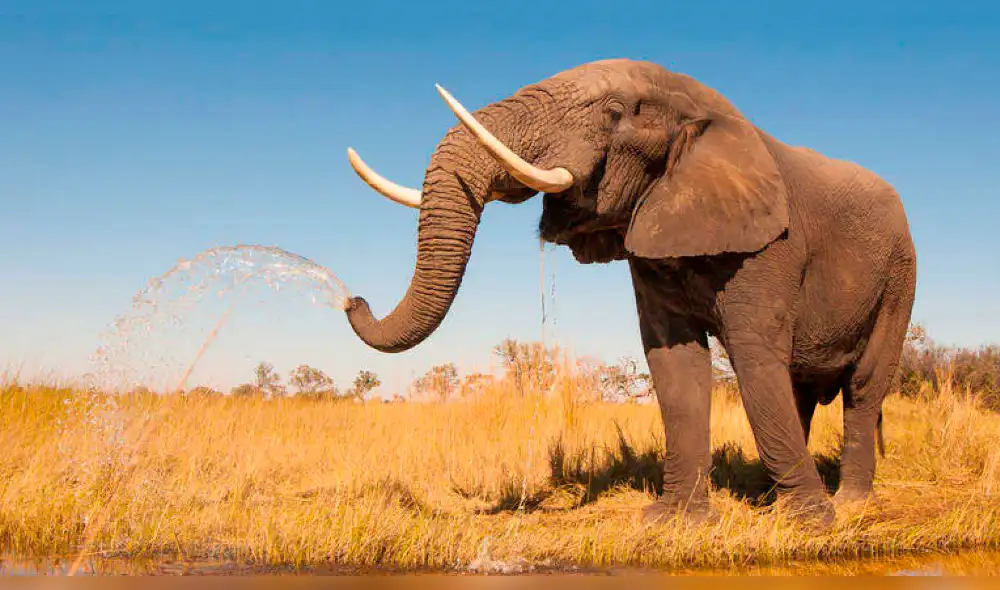 Alarmante: el planeta perdió el 60% de sus animales salvajes en 44 años