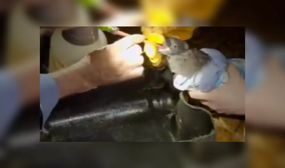 YouTube viral: Ayudan a expulsar extraña sustancia que se había quedado en estómago de ave YouTube viral: Ayudan a expulsar extraña sustancia que se había quedado en estómago de ave