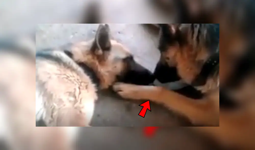 Facebook viral: perro felicita a su pareja por dar a luz a crías, pero detalle lo deja mal [VIDEO]