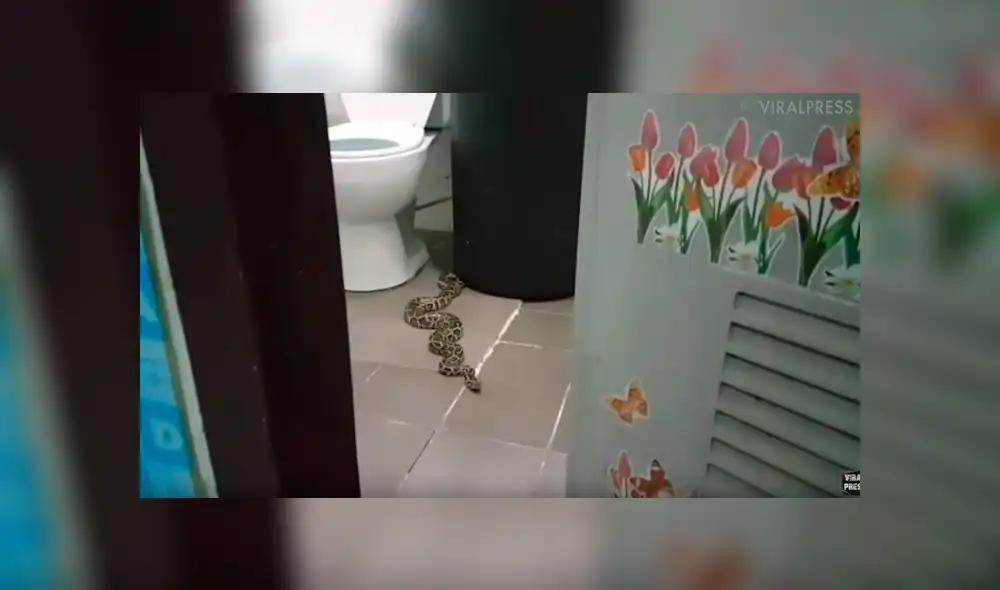 A través de YouTube se compartió un video viral que muestra a la peligrosa criatura que halló una mujer dentro del baño. A través de YouTube se compartió un video viral que muestra a la peligrosa criatura que halló una mujer dentro del baño.
