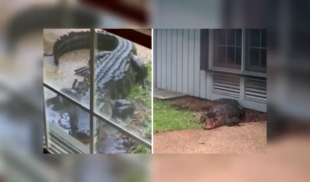 A través de Facebook se hizo viral el momento en que un cocodrilo aparece en un jardín. A través de Facebook se hizo viral el momento en que un cocodrilo aparece en un jardín.