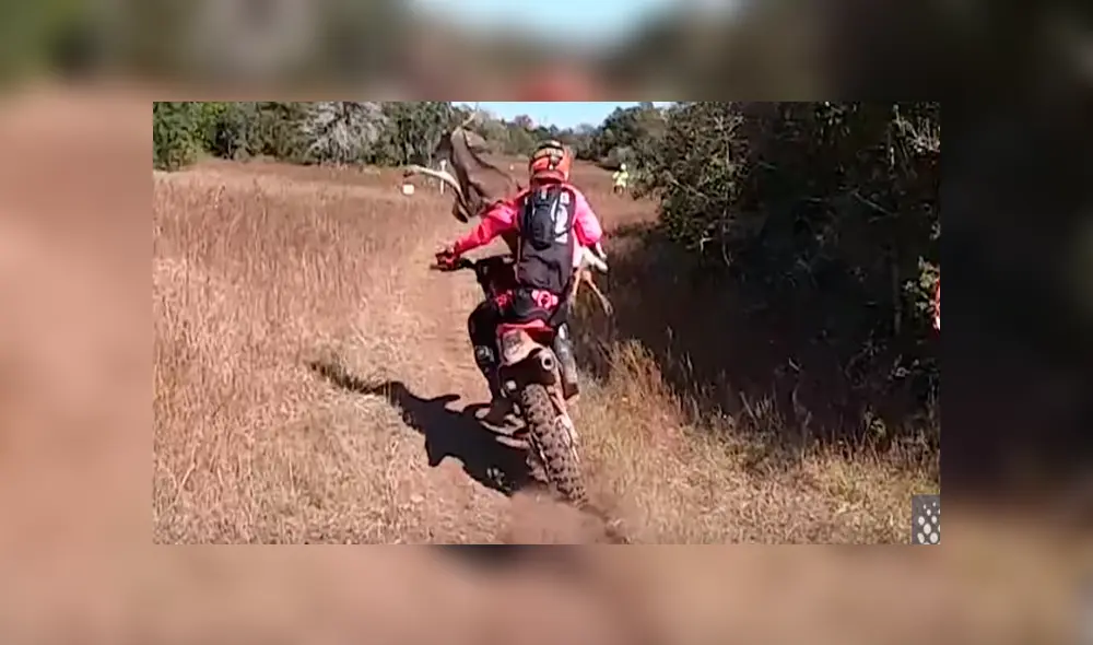 Desliza hacia la izquierda para ver el choque del ciclista con un ciervo. Video es viral en YouTube. Desliza hacia la izquierda para ver el choque del ciclista con un ciervo. Video es viral en YouTube.