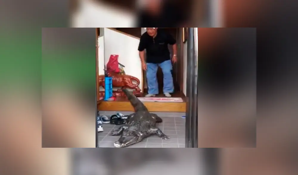 Facebook viral: anciano cuida a cocodrilo como si fuera su hijo y comportamiento de animal sorprende al mundo