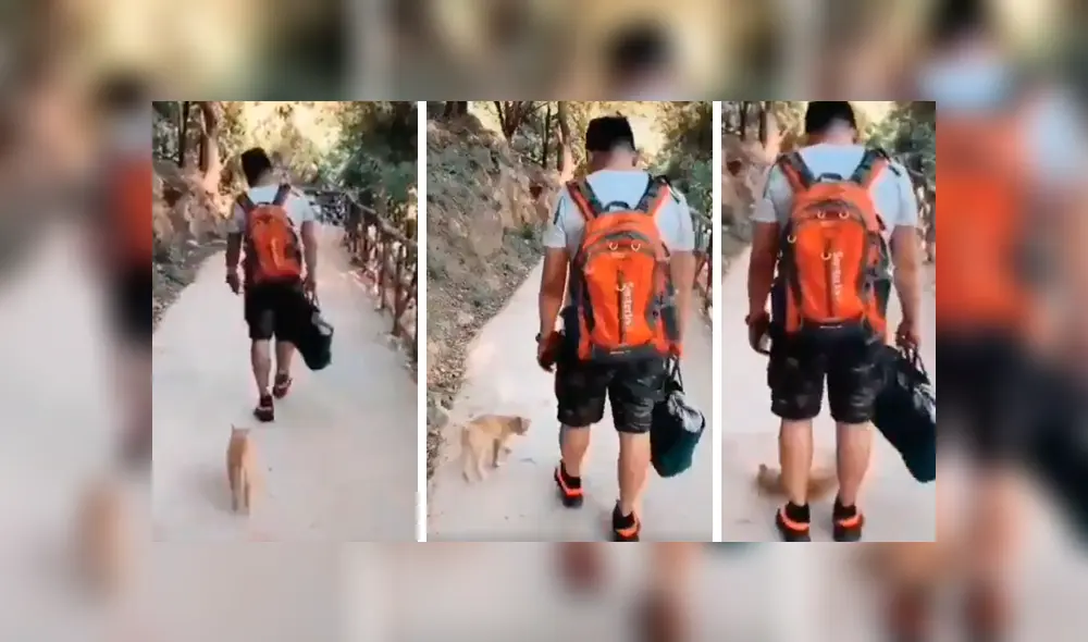 El felino persiguió a su amo e intentó retenerlo con una peculiar conducta que se ha hecho viral en YouTube El felino persiguió a su amo e intentó retenerlo con una peculiar conducta que se ha hecho viral en YouTube