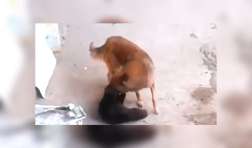 Video es viral en Facebook. La mujer revisó el video de vigilancia y quedó en shock, ya que vio lo que su perro y gato hacen cuando ella no está en casa. Foto: Captura. Video es viral en Facebook. La mujer revisó el video de vigilancia y quedó en shock, ya que vio lo que su perro y gato hacen cuando ella no está en casa. Foto: Captura.