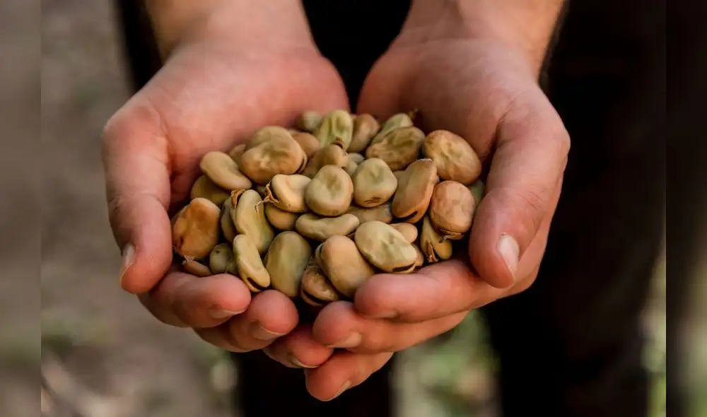 Habas del Cusco llegarán a Estados Unidos / Foto: Difusión