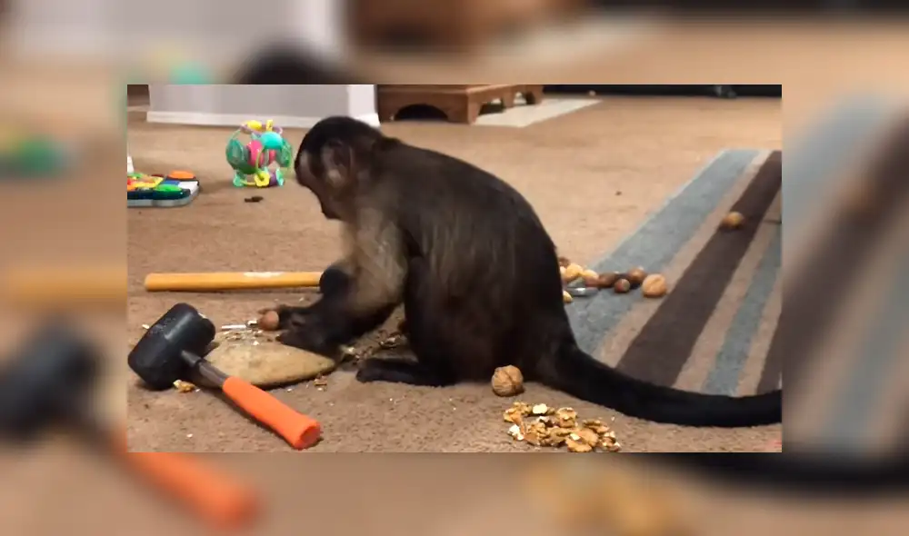 Facebook viral: conoce al mono más inteligente del mundo, el cual asombró a miles [VIDEO]