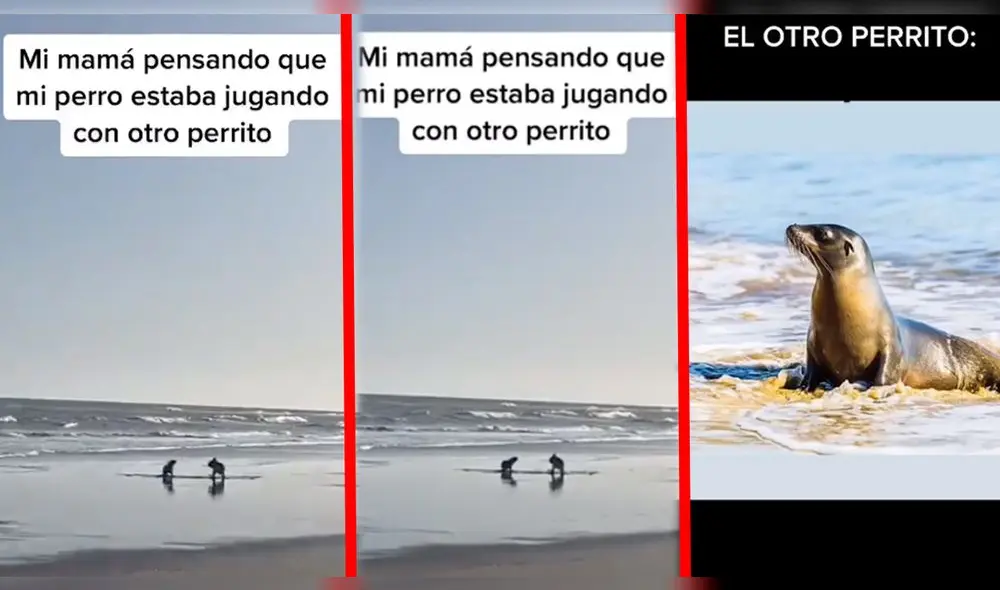 El video acumuló más de 2 millones de visualizaciones en TikTok. Foto: cabronazi/captura TikTok El video acumuló más de 2 millones de visualizaciones en TikTok. Foto: cabronazi/captura TikTok