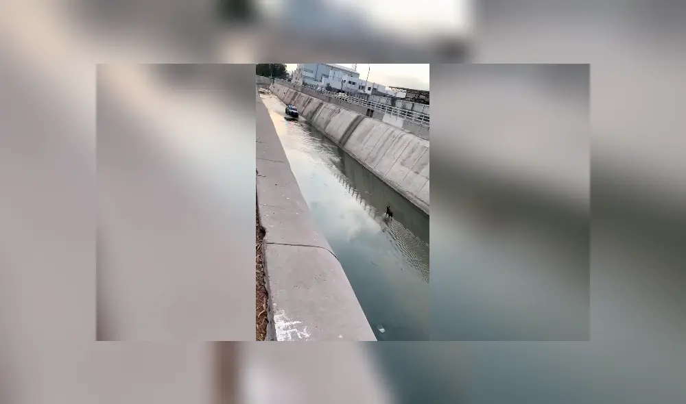 Desliza las imágenes hacia la izquierda para conocer la valerosa acción de un policía para salvar a un perro. Desliza las imágenes hacia la izquierda para conocer la valerosa acción de un policía para salvar a un perro.