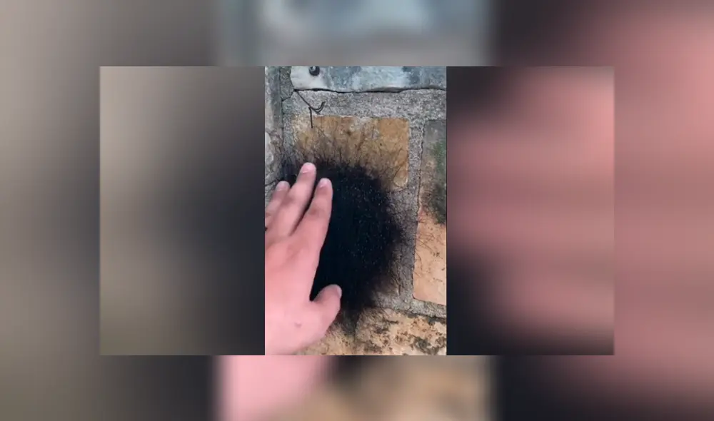 YouTube viral: cree haber encontrado una extraña criatura ‘peluda’, la agarra y queda totalmente aterrado YouTube viral: cree haber encontrado una extraña criatura ‘peluda’, la agarra y queda totalmente aterrado