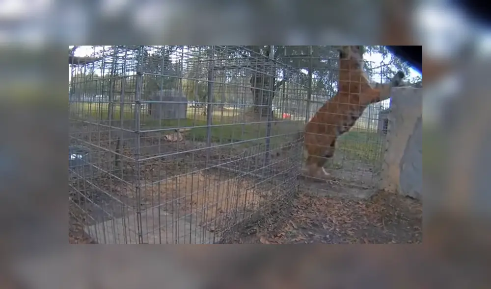 Video es viral en YouTube. El ave ha sorprendido a más de uno al usar un astuto truco para escapar de los ataques del hambriento felino Video es viral en YouTube. El ave ha sorprendido a más de uno al usar un astuto truco para escapar de los ataques del hambriento felino