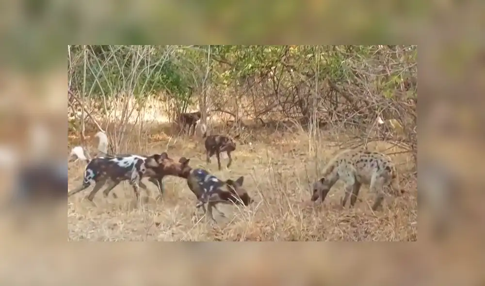 Hambrientas hienas le quitan presa a perros salvajes y estos se ‘vengan’ de la peor manera [VIDEO] 
