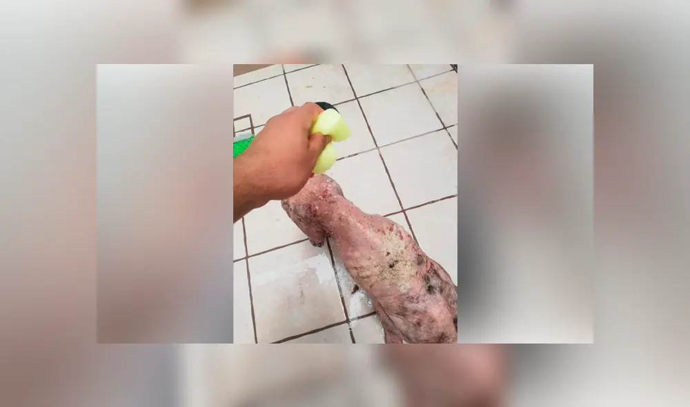 Desliza para ver el cambio que sufrió este perro que se volvió famoso en Facebook. Foto: Captura.
