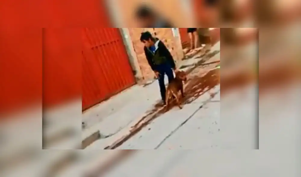 Pitbull ataca brutalmente a cachorro y lo deja grave en Cusco [VIDEO]