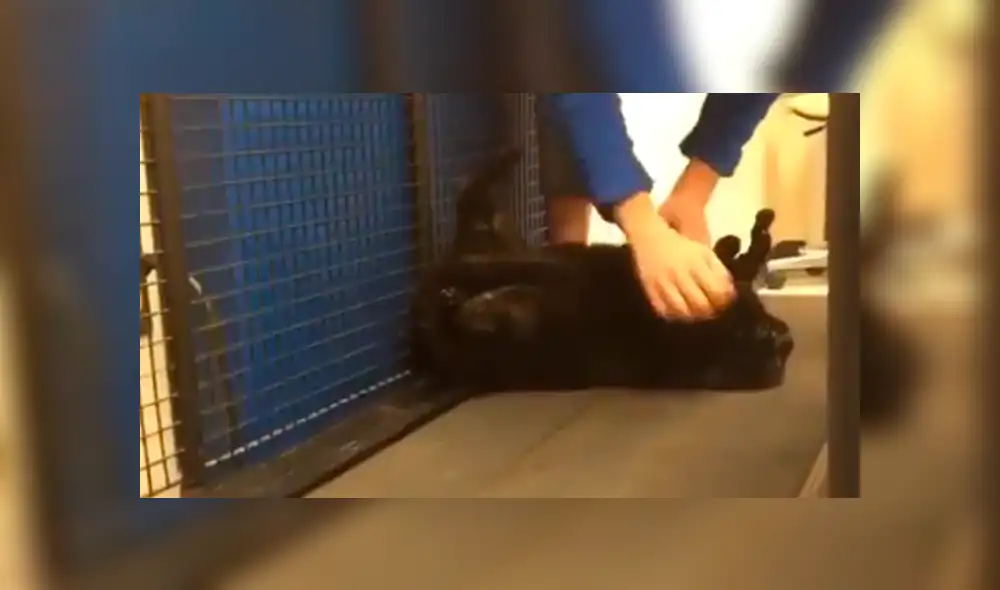 YouTube viral: Gata obesa simula estar muerta para evitar hacer ejercicios y alborota las redes [VIDEO]