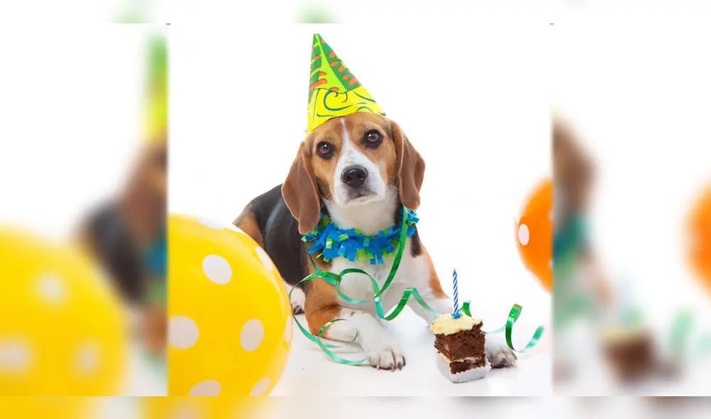 Cuidado de las mascotas: cuando el cariño se convierte en ¿maltrato? Cuidado de las mascotas: cuando el cariño se convierte en ¿maltrato?