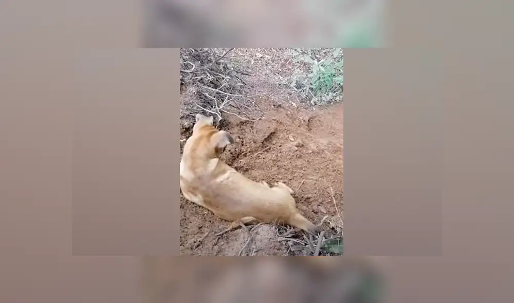 Desliza hacia la izquierda para ver las imágenes del viral de YouTube. Foto: Captura.