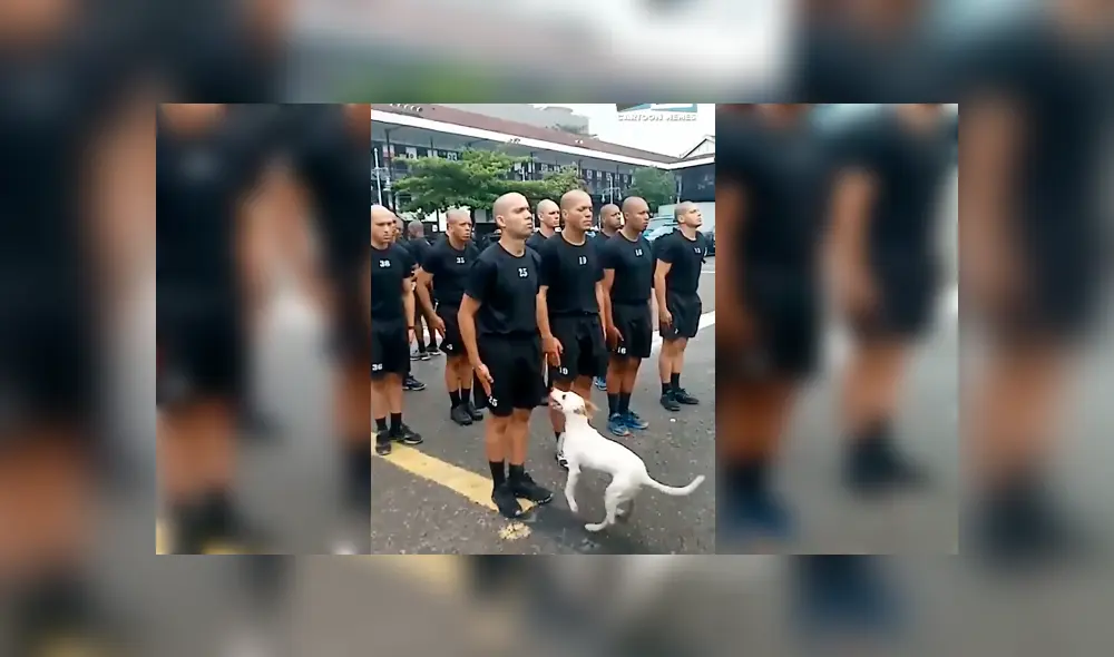 Facebook viral: cadetes debían permanecer inmóviles, pero travieso perro pone a prueba su concentración Facebook viral: cadetes debían permanecer inmóviles, pero travieso perro pone a prueba su concentración