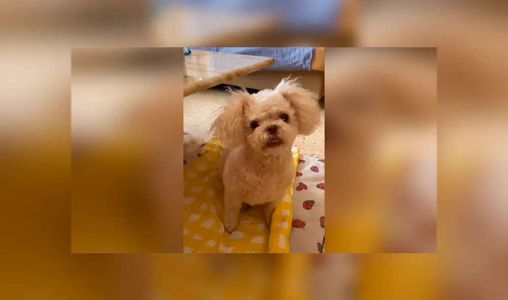 Desliza las imágenes para saber la verdadera raza de un pequeño perro al que creyeron era un shitzu. Fotocaptura: Facebook.