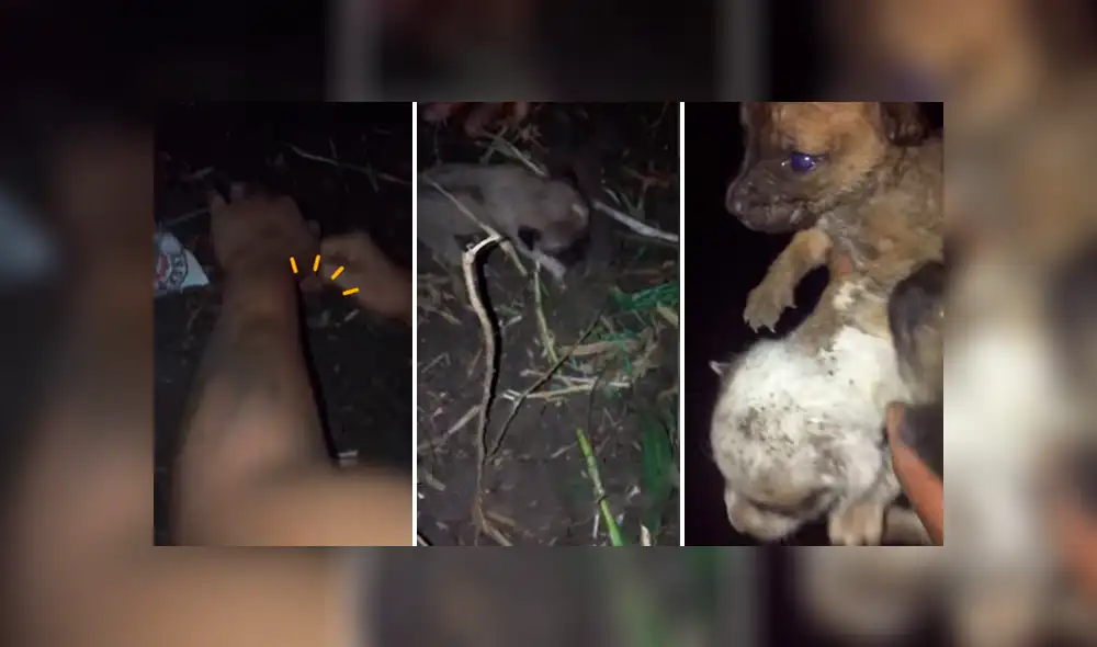 Desliza las imágenes hacia la izquierda para conocer el rescate de tres pequeños perros enterrados vivos.