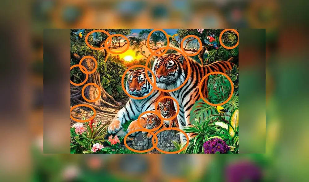 Desliza las imágenes para ver la ubicación exacta de los 65 tigres que aparecen en dicho complejo reto visual. Foto: Twitter Desliza las imágenes para ver la ubicación exacta de los 65 tigres que aparecen en dicho complejo reto visual. Foto: Twitter