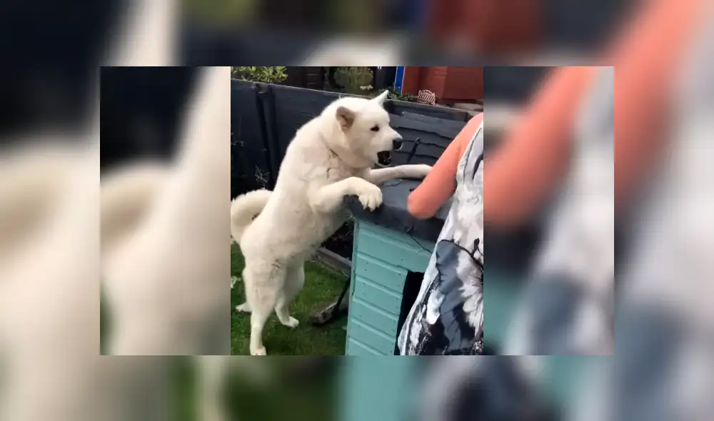 Desliza la imagen compartida para verlas todas. Foto: ViralHog/YouTube Desliza la imagen compartida para verlas todas. Foto: ViralHog/YouTube