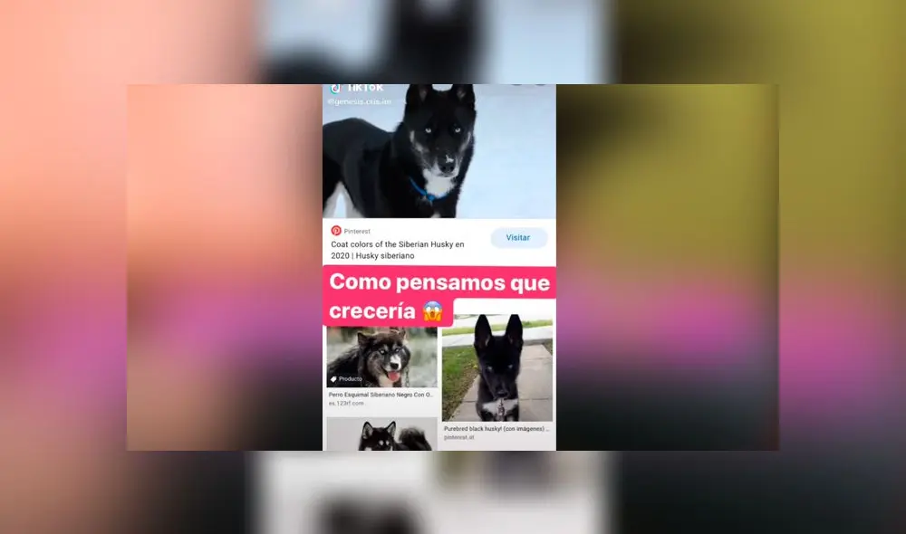 Desliza las imágenes para ver la verdadera raza que tuvo este presunto perro husky siberiano: Genesis Cris/TikTok