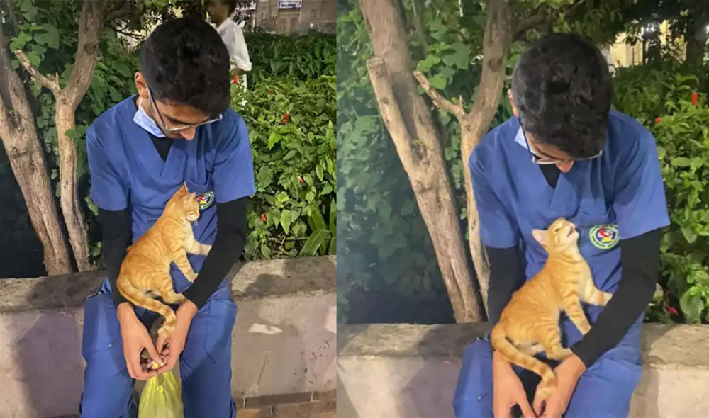 Desliza hacia la izquierda para conocer más detalles sobre este tierno gatito que se acercó a darle ánimos a un joven enfermero. Foto: The Dodo