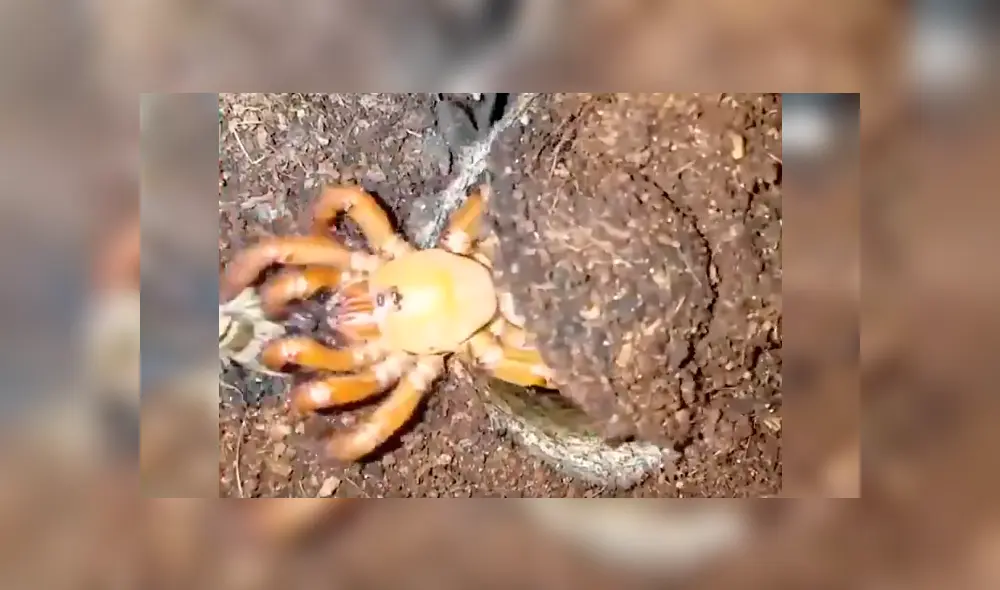 Misteriosa criatura aparece y devora a enorme grillo de un solo bocado  [VIDEO] 