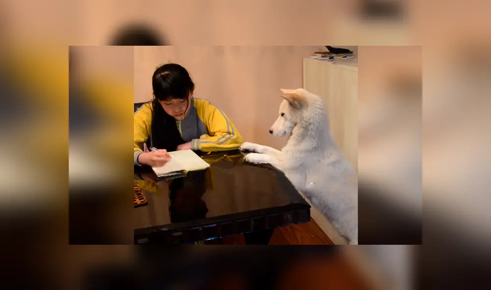 Desliza las imágenes hacia la izquierda para conocer el comportamiento de un perro para vigilar a su dueña. Foto: Captura.