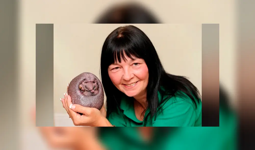 Desliza las fotografías para conocer un poco más de ‘Nelson’, el erizo que nació sin púas y que es toda una sensación en Facebook. Foto: Foxy lodge wildlife rescue Desliza las fotografías para conocer un poco más de ‘Nelson’, el erizo que nació sin púas y que es toda una sensación en Facebook. Foto: Foxy lodge wildlife rescue