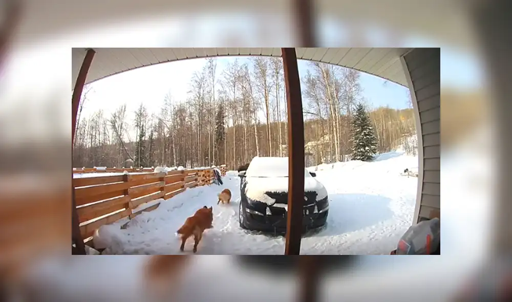 Desliza hacia la izquierda para ver el enfrentamiento entre los animales. Imágenes virales de Facebook.