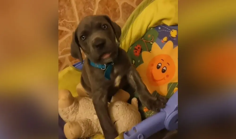 Desliza las imágenes para ver más detalles sobre esta curiosa escena que es viral en redes sociales. Foto: captura de TikTok Desliza las imágenes para ver más detalles sobre esta curiosa escena que es viral en redes sociales. Foto: captura de TikTok